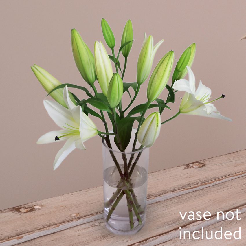 5 Elegant White Oriental Lilies