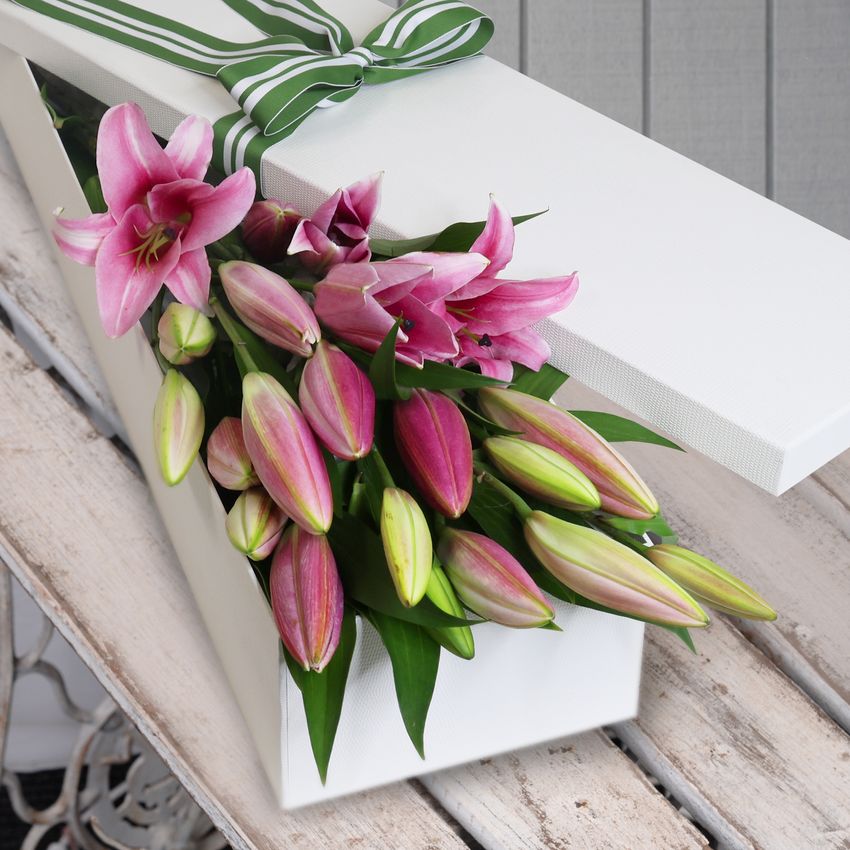 10 Elegant Pink Oriental Lilies