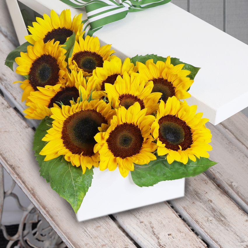 10 Radiant Sunflowers