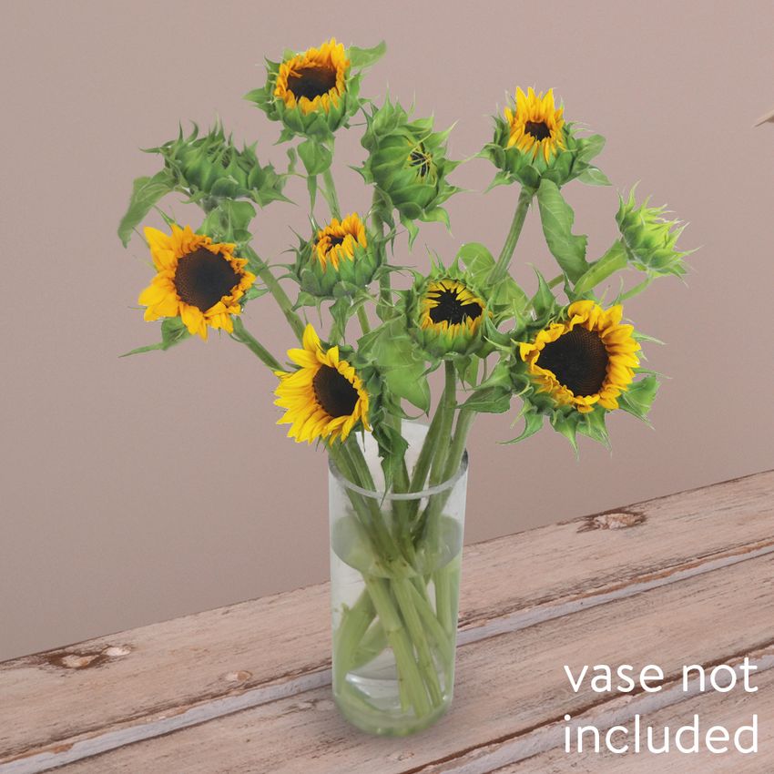 10 Radiant Sunflowers